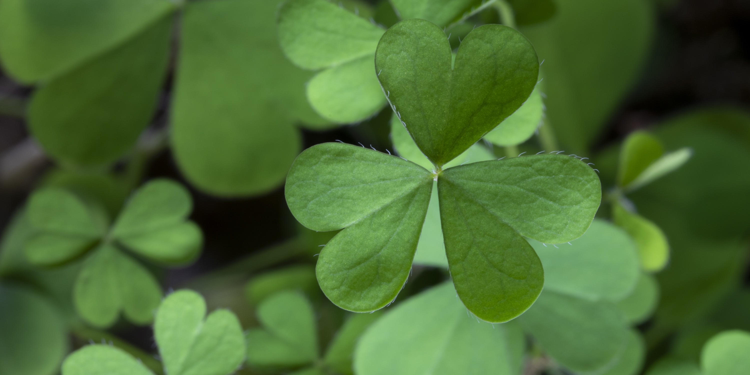 Трава времени. Шемрок растение. Трилистник травяной. False Shamrock растение. Трилистник мрачно.