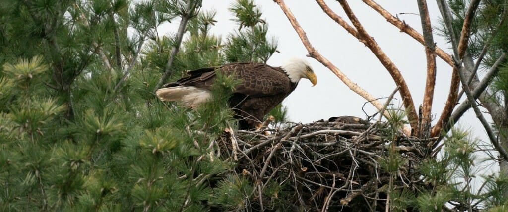 The Eagles are About to Leave Their Nest